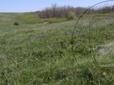 Paeonia-tenuifolia_Ея_стация